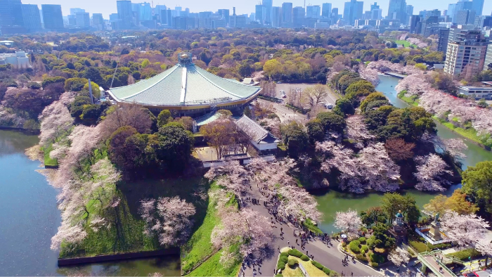 平成最後の東京の桜